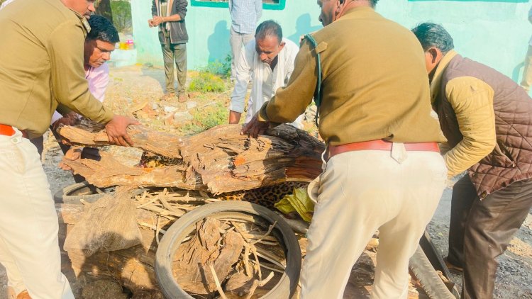 मृत अवस्था में तालाब के किनारे मिला तेंदुए का शव का वन विभाग ने करवाया पोस्टमार्टम फिर किया अंतिम संस्कार मस्तिष्क संबंधी वायरल बीमारी से हुई थी तेंदुए की मृत्यु