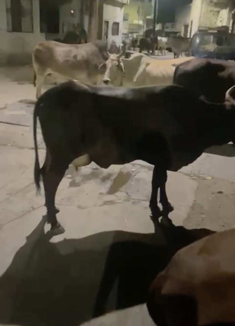 वार्ड 24 का ओझाखाली क्षेत्र बना तबेला, लोगों के घरों के ही डेरा लगाए बैठ गए आवारा पशु, निगम की कार्रवाई केवल सूचना पत्र जारी करने तक की