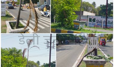 पर्यावरण दिवस: हजारों लाखों रुपए खर्च कर डिवाइडर पर लगाए पेड़ दम तोड़ चुके, बाकी बचे पॉम ट्री भी मुरझाने की कगार पर